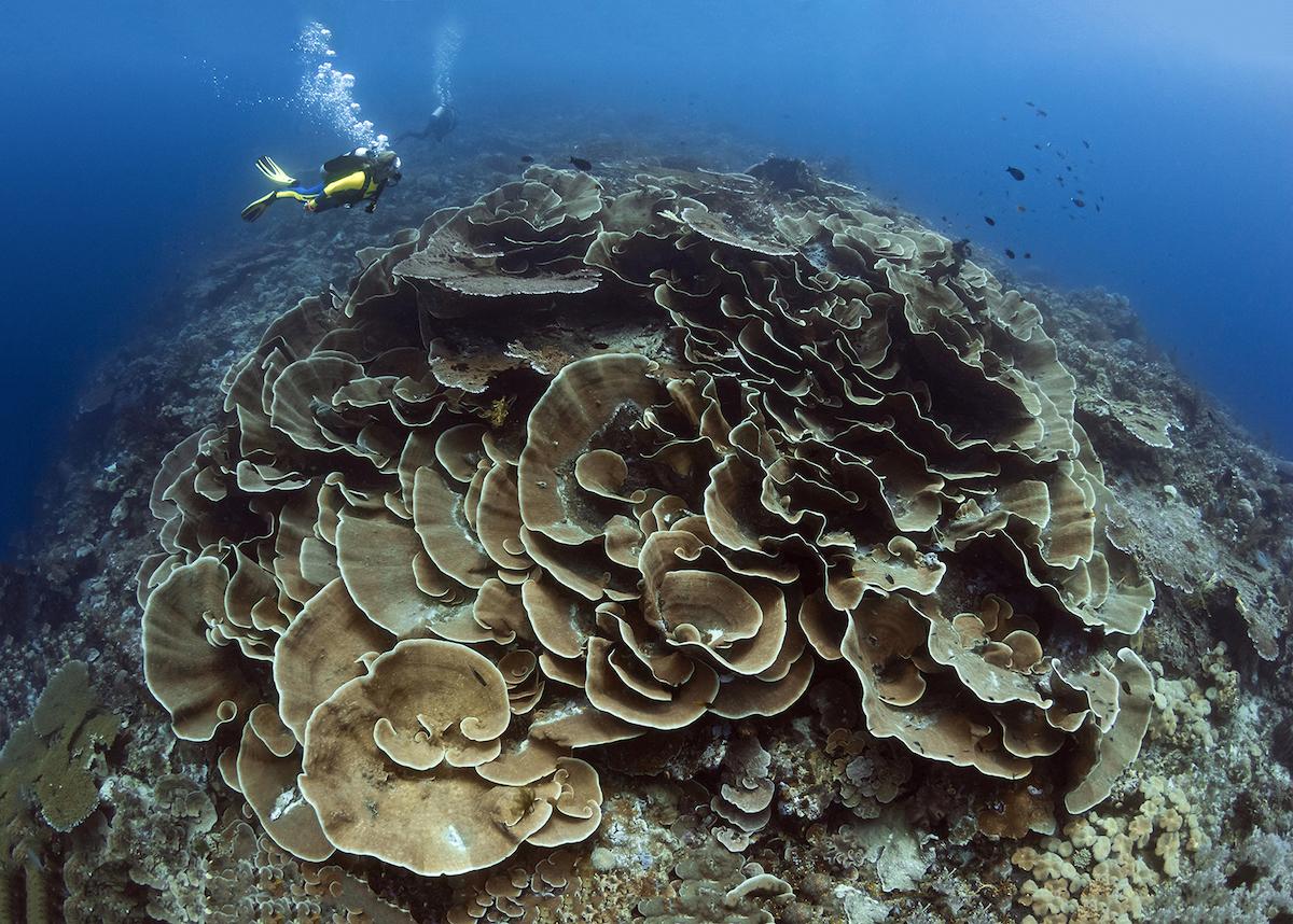 Wakatobi dive site