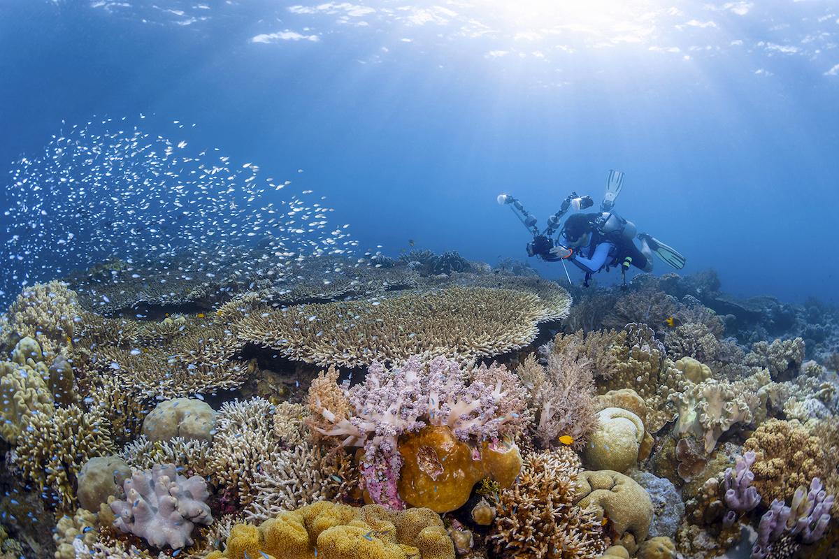 Wakatobi diver