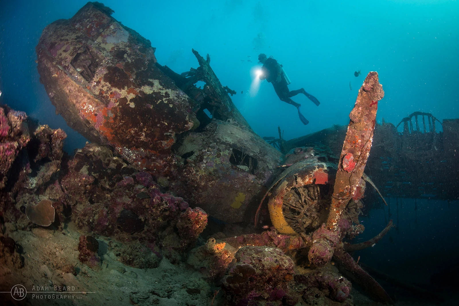 Underwater Photographer of the Week Adam Beard