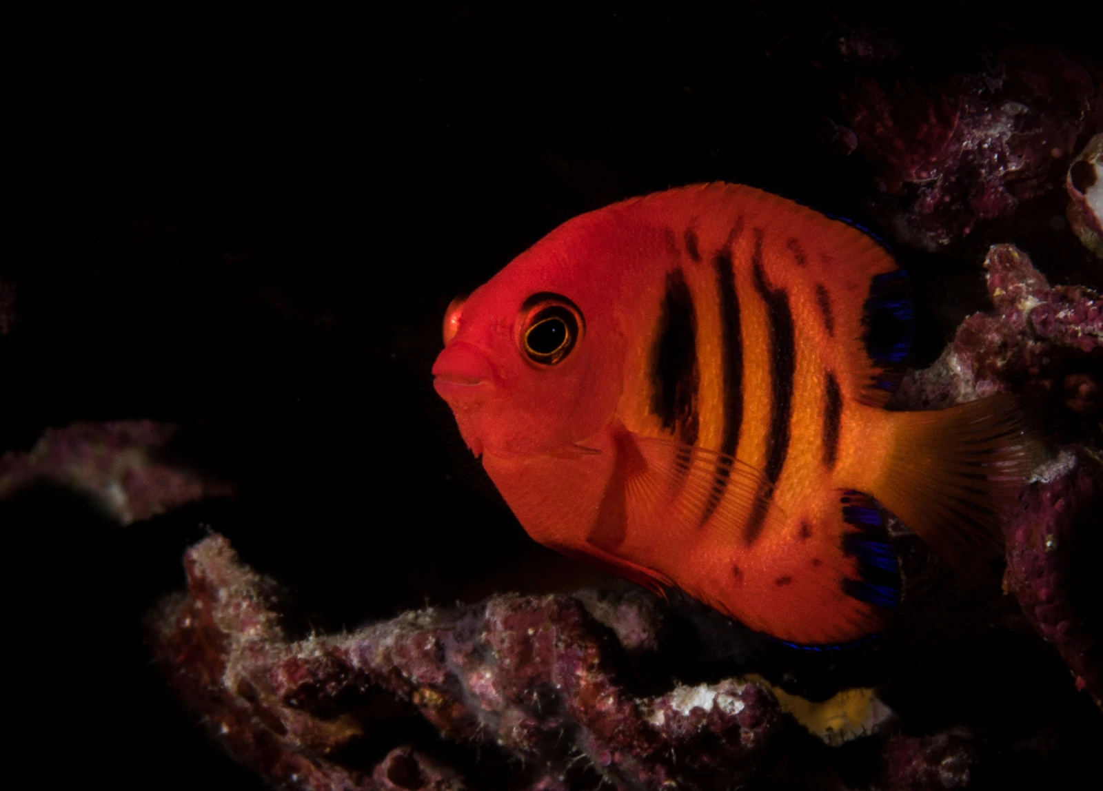 10 Underwater Photos by Adam Beard 4 Underwater Photographer of the Week Adam Beard