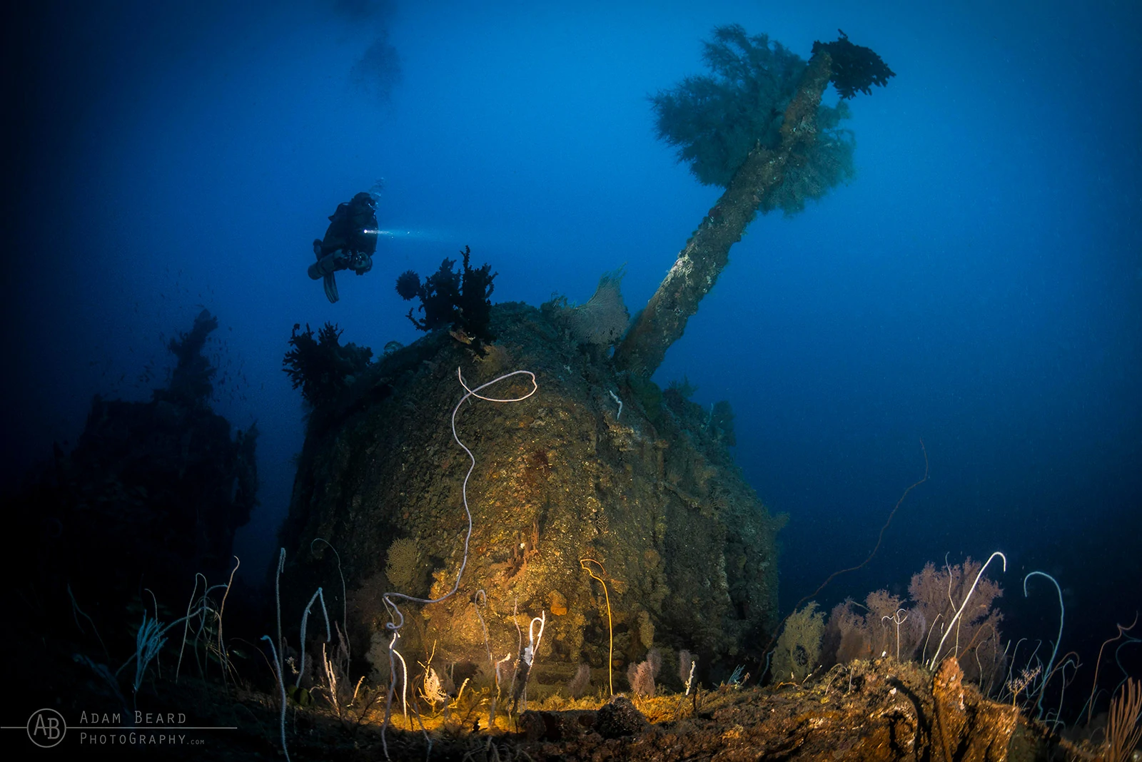 Underwater Photographer of the Week Adam Beard