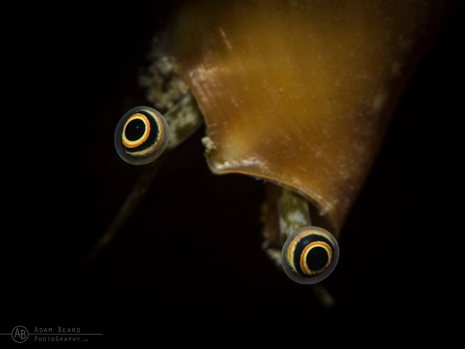 Underwater Photographer of the Week Adam Beard