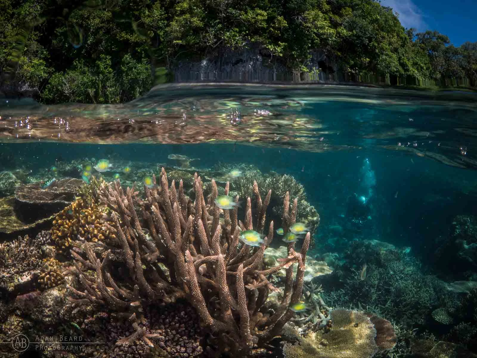 10 Underwater Photos by Adam Beard 8 Underwater Photographer of the Week Adam Beard