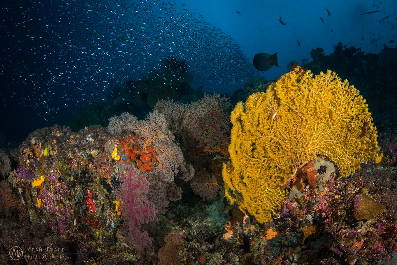 10 Underwater Photos by Adam Beard 9 Underwater Photographer of the Week Adam Beard