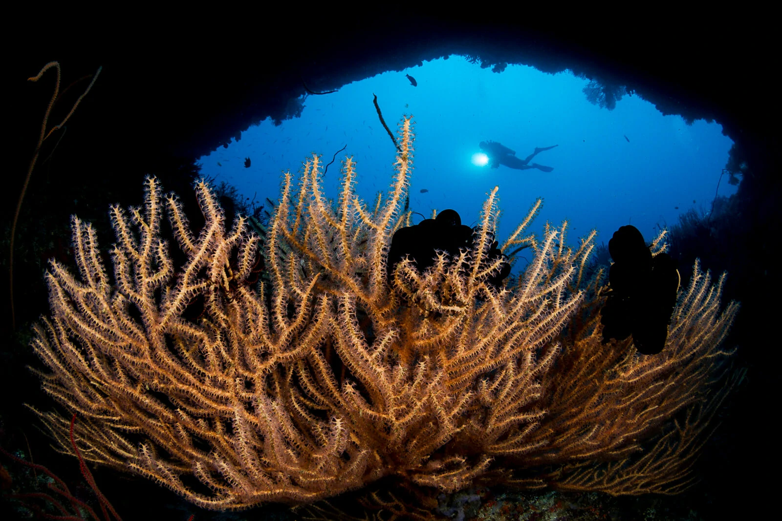 underwater photographer 6
