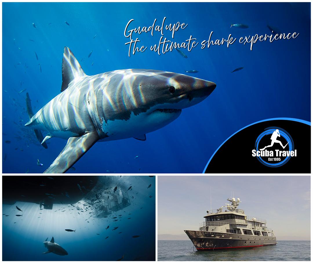 Scuba Travel, Socorro Vortex, Great white sharks