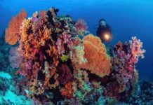 Diver brilliant coral head Pelagian