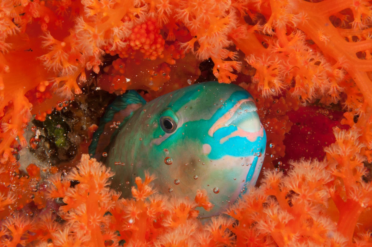 Parrotfish. The marine life is colourful and abundant at Wakatobi. Copyright Erik Schlogl