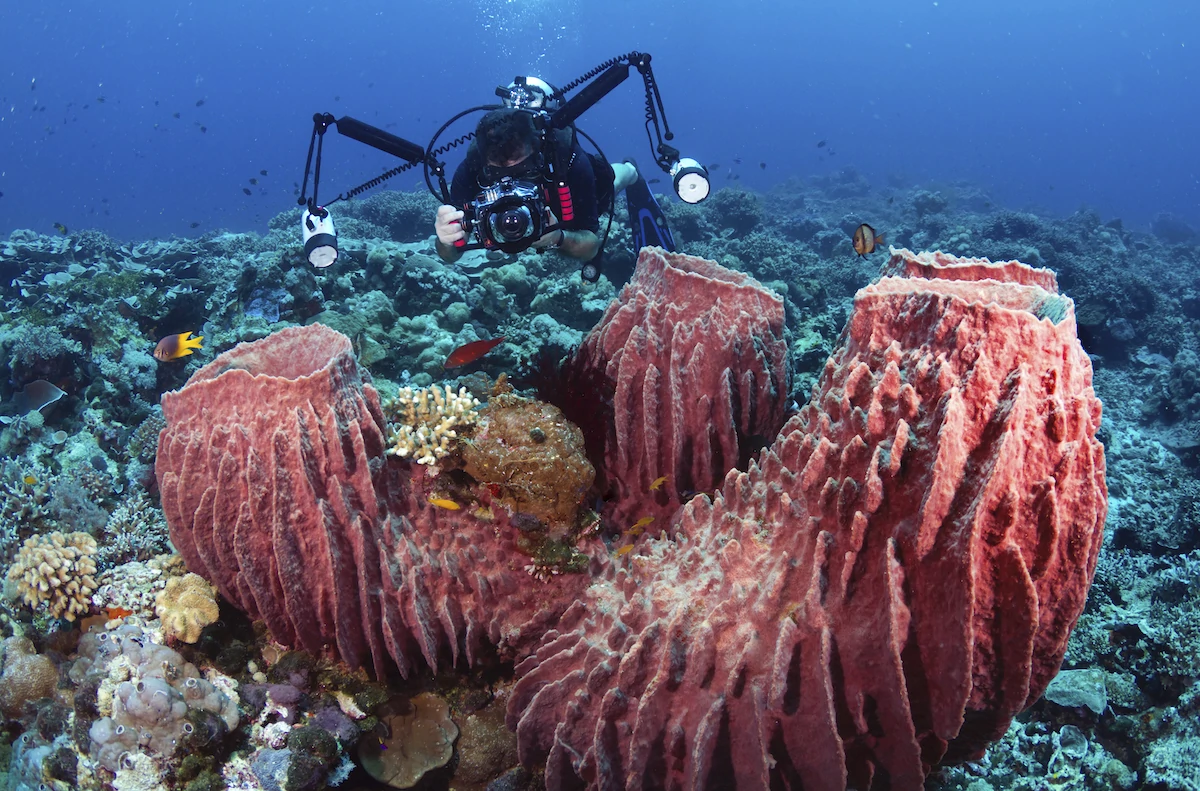 Photographers return time and again to Wakatobi Dive Resort for the incredible coral reef formations.