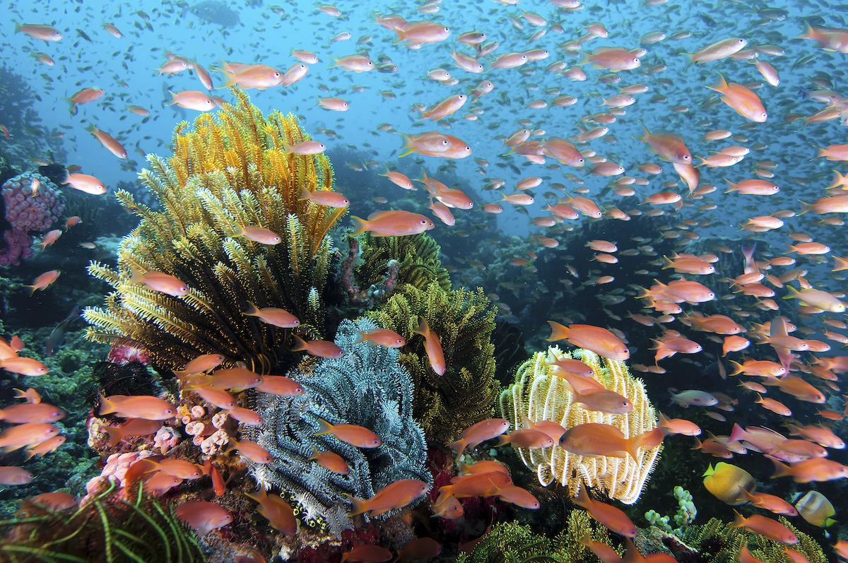 Wakatobi's coral reefs are famous for their diverse marine life. Copyright Walt Stearns