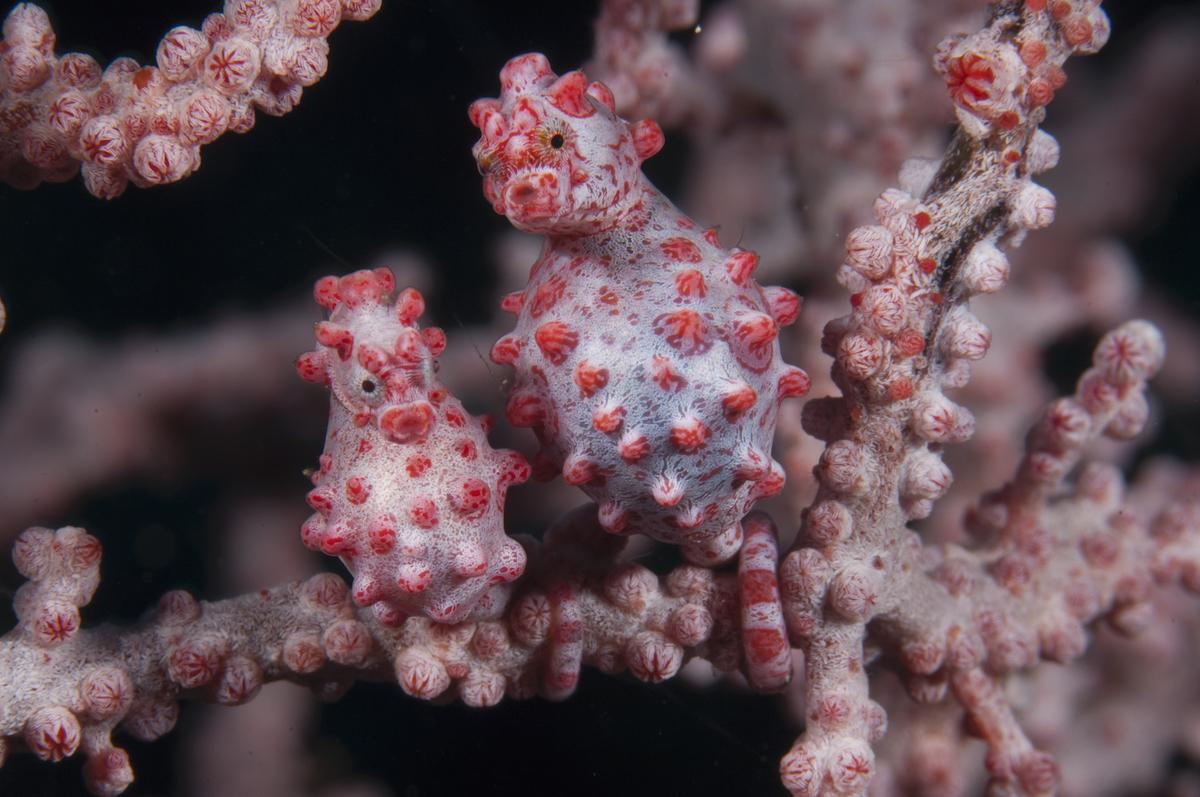 Why Wakatobi? 10 Great Reasons You Should Go There Now 6 Bargibant's pygmy seahorses inhabiting a gorgonian. Copyright Richard Smith.