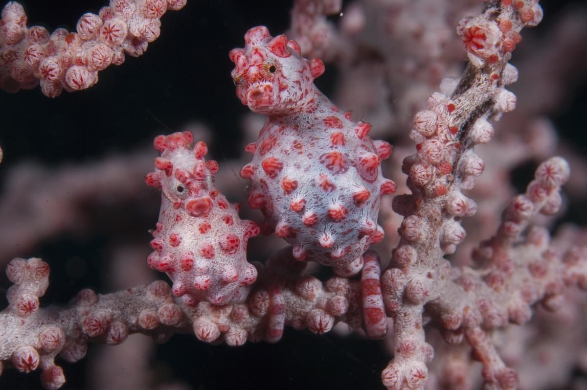 Bargibant's pygmy seahorses inhabiting a gorgonian. Copyright Richard Smith.