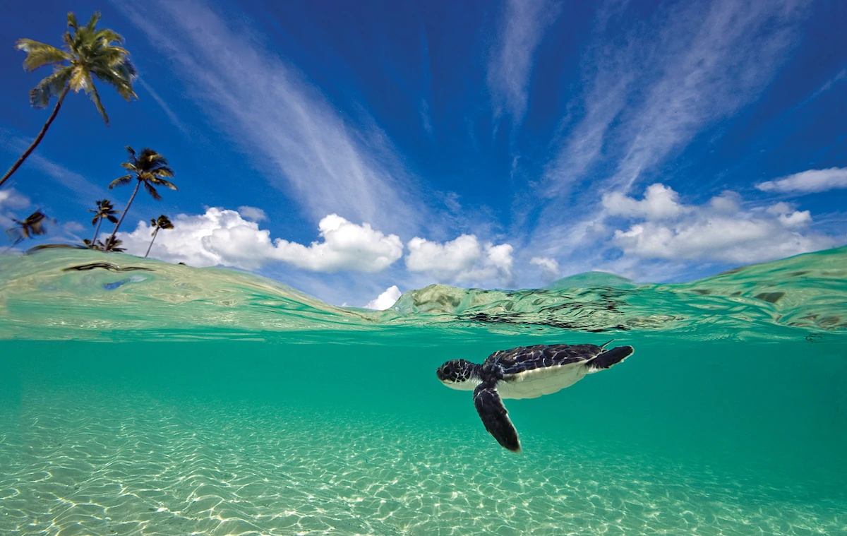 Young sea turtles are seen regularly off Wakatobi Dive Resort's beach. Copyright William van de Wouw