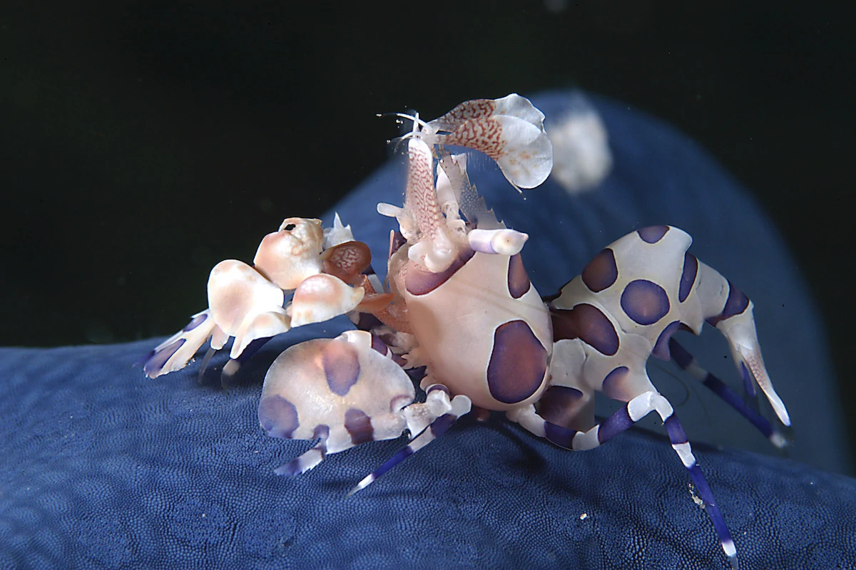 Harlequin shrimp. Copyright David Gray.