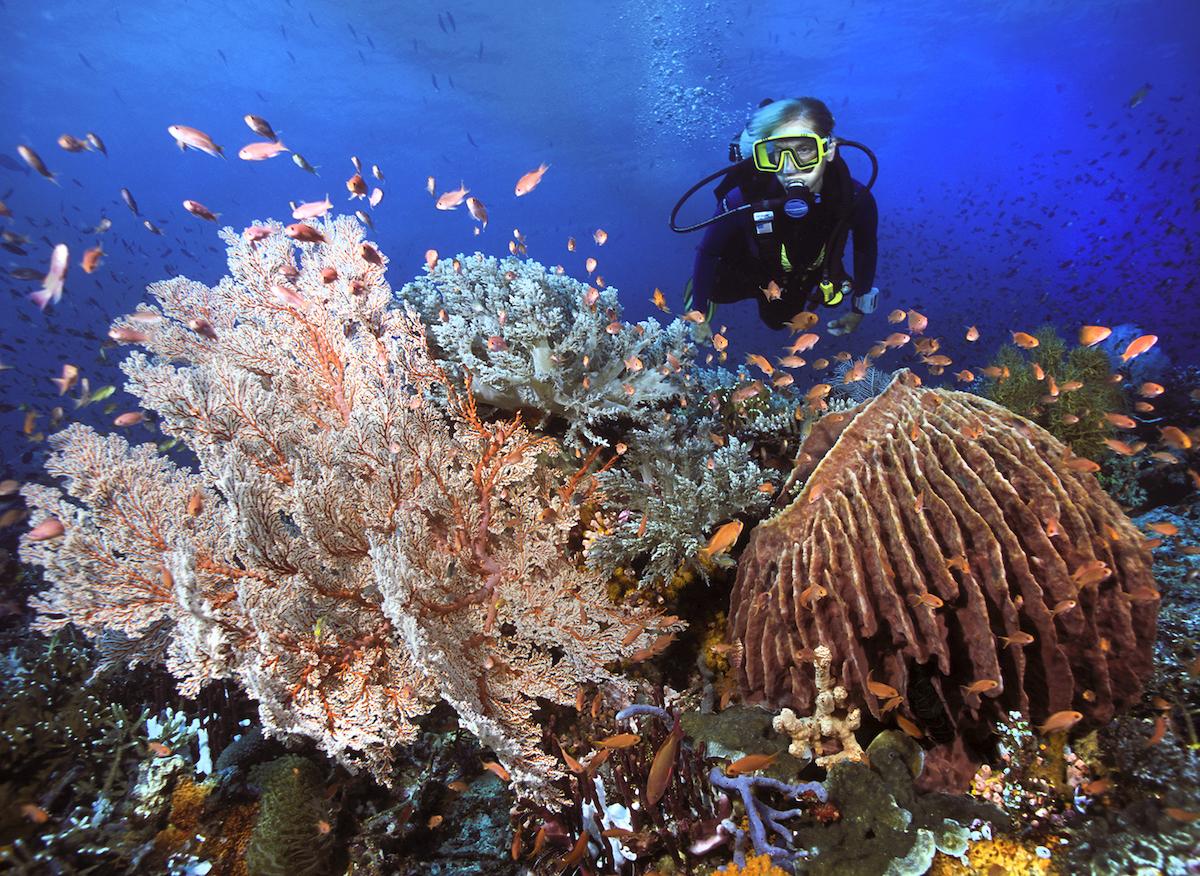 Coral reef diver