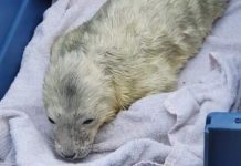seal pup at Farne Islands