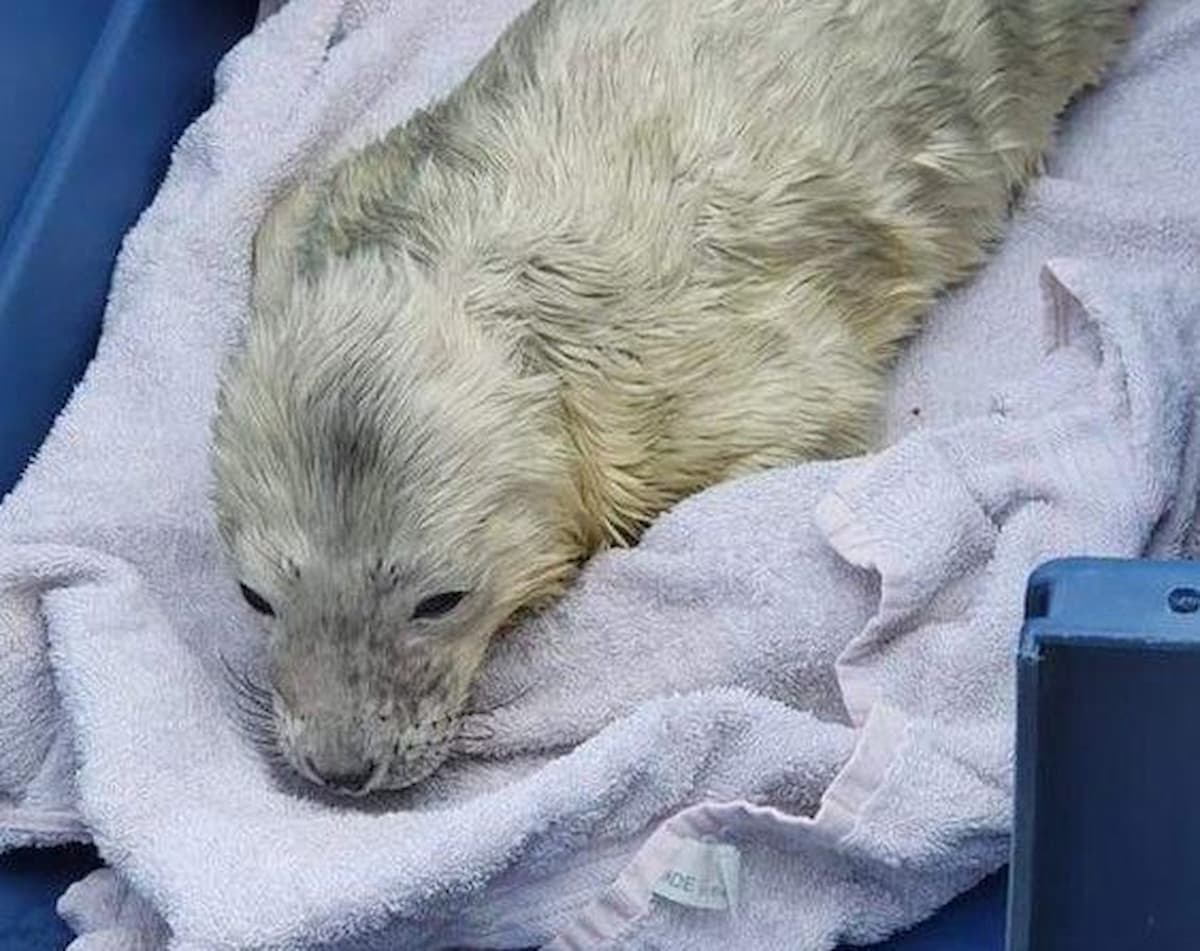 seal pup at Farne Islands