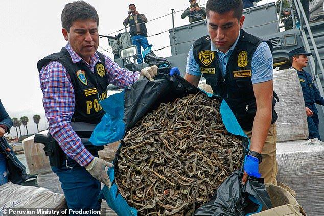 Ship seized carrying over 12 million dried seahorses 1 seahorses 1