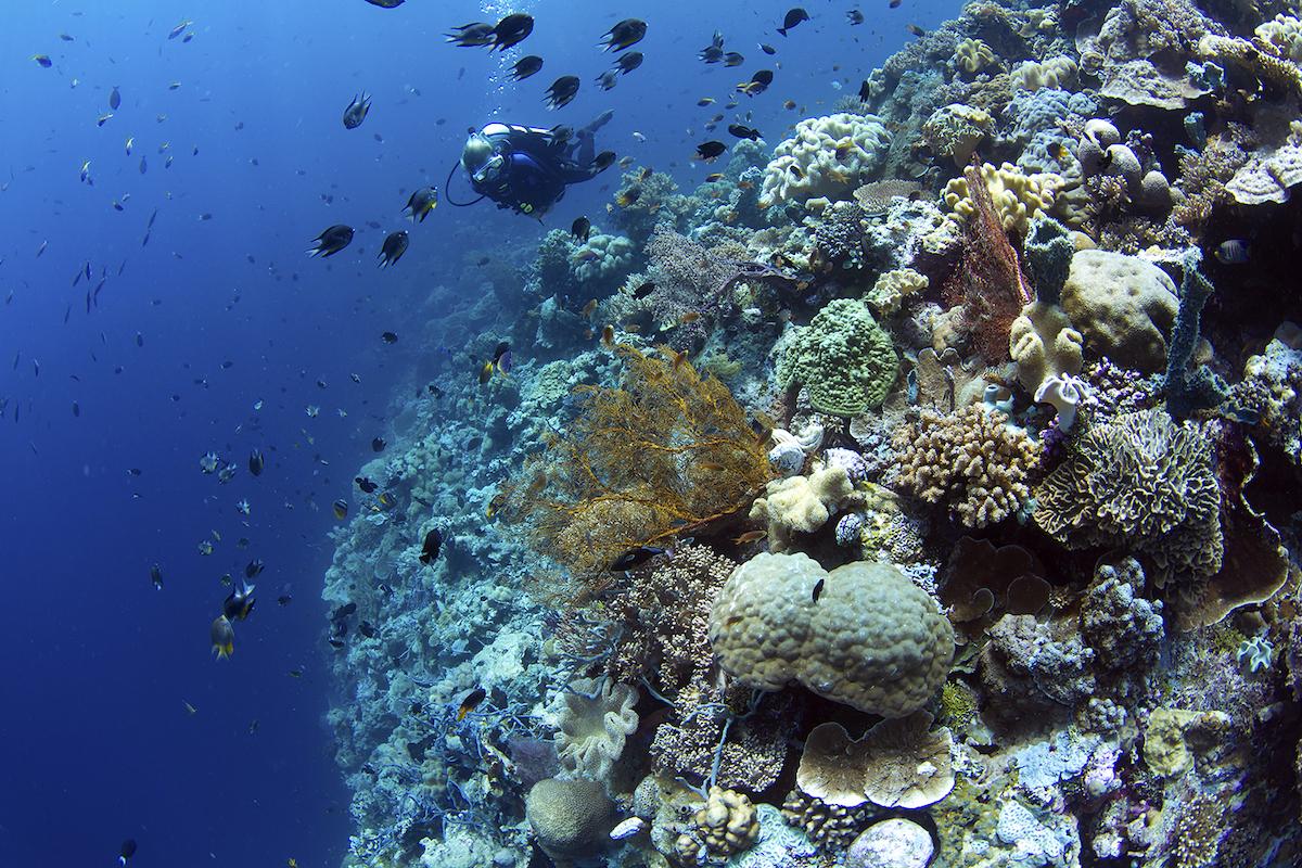 Wakatobi dive site