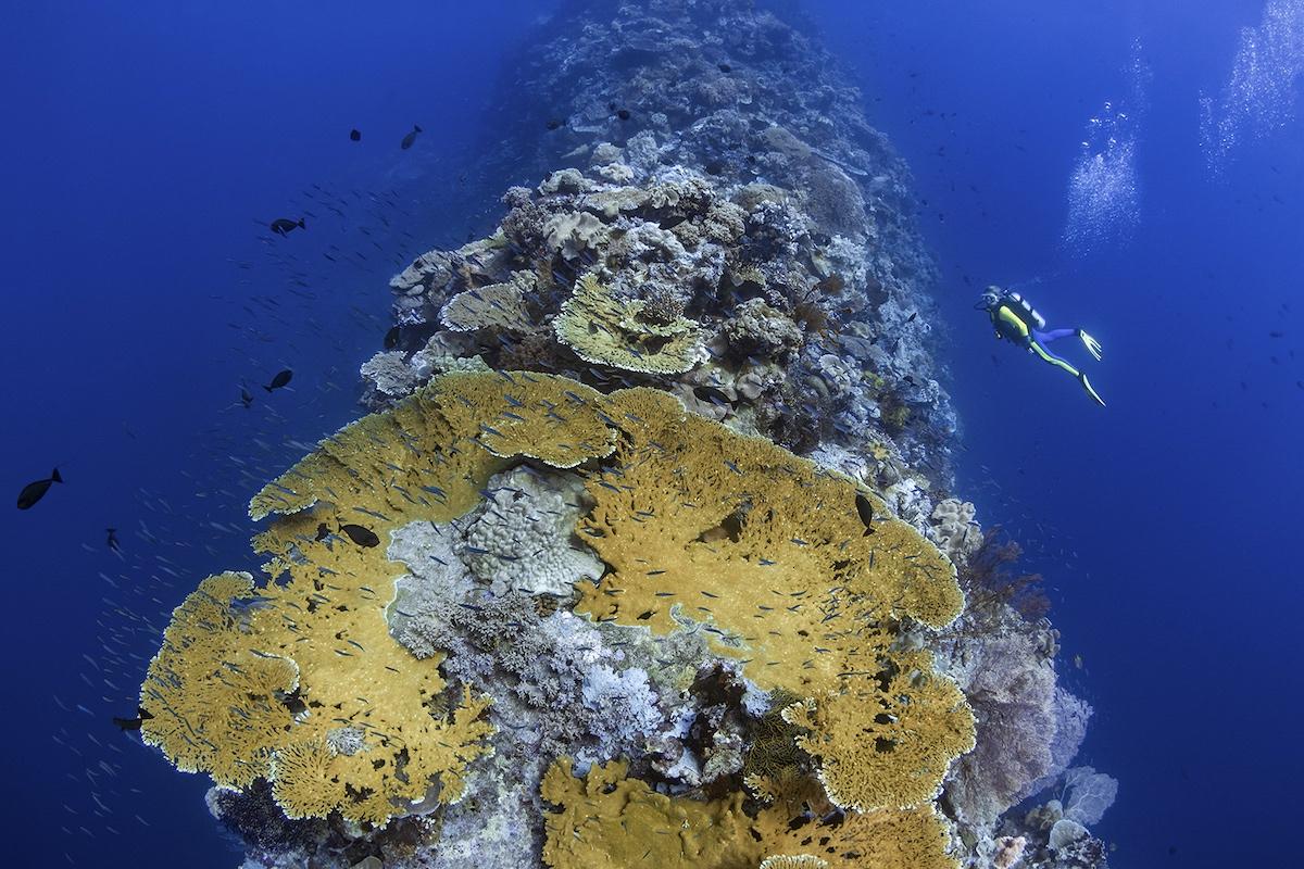 Blade dive sit Wakatobi