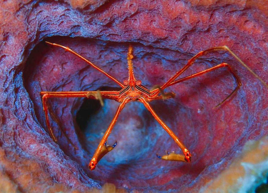 Camille Kaufman took first place with her colourful shot of an arrow crab tucked inside a purple vase sponge.