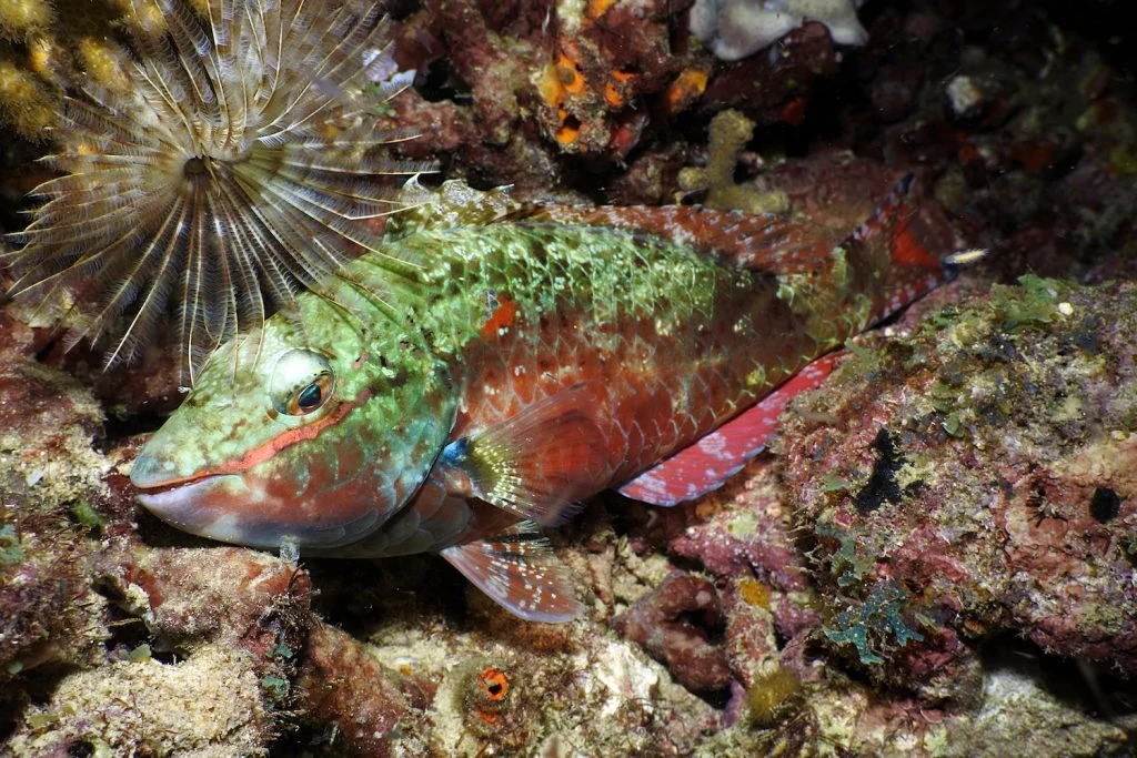 rich colours in the sleepy parrotfish dozing on the reef