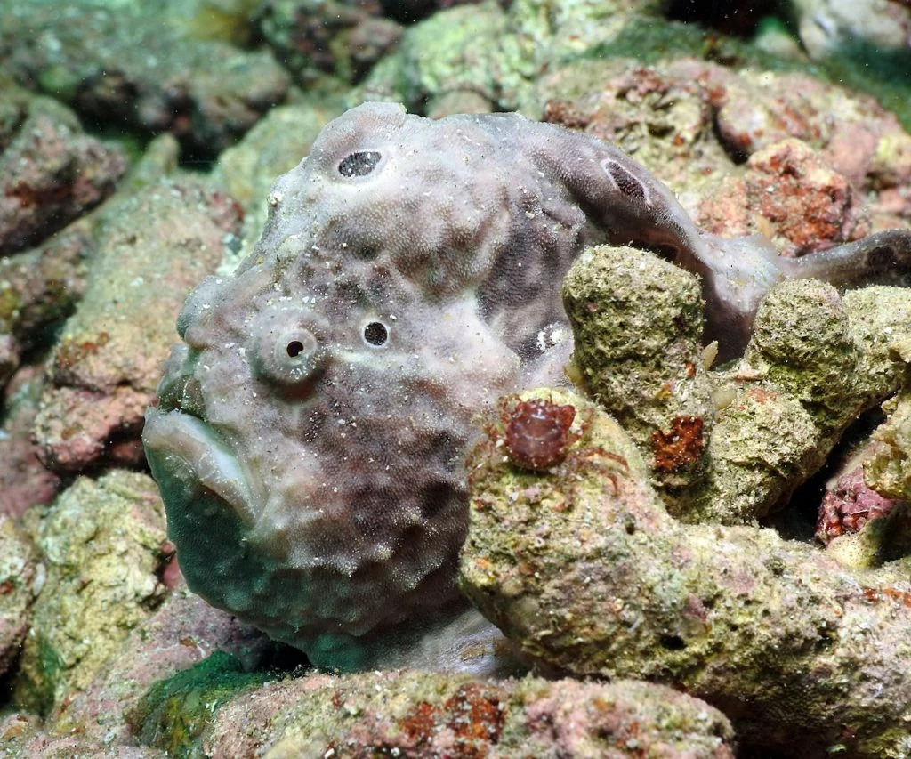 a great shot of a frogfish, complete with a little crab in the foreground