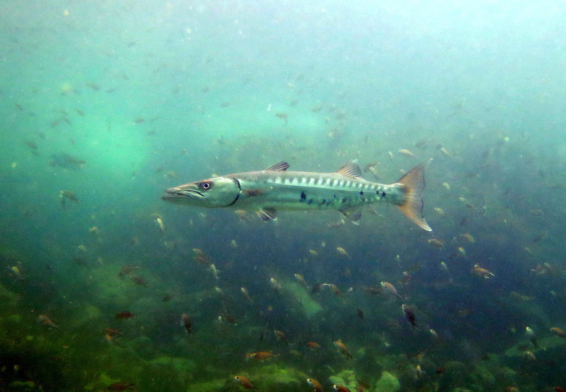 atmospheric shot of a barracuda