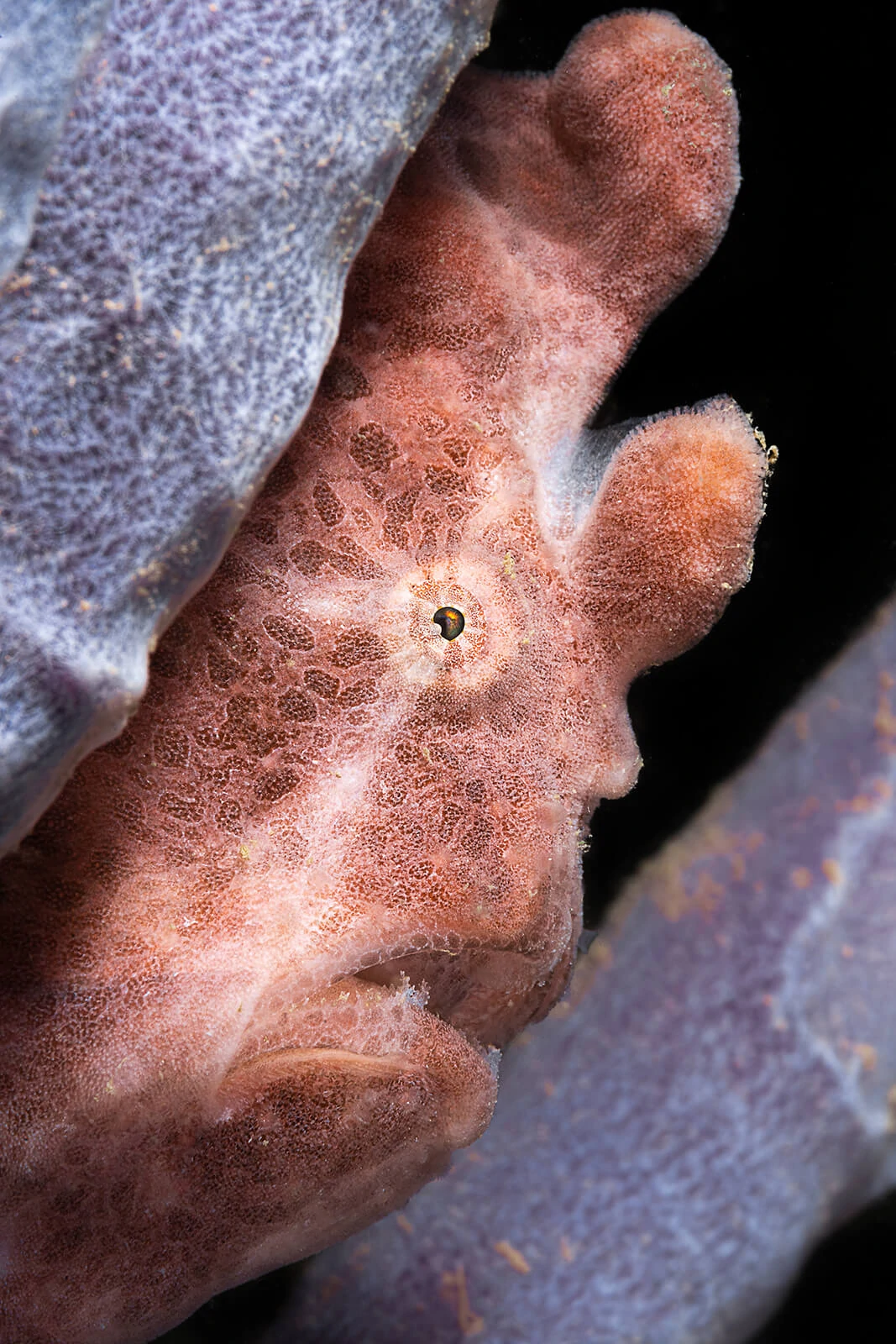 Francois Baelen, Underwater Photographer 8 Francois Baelen 8