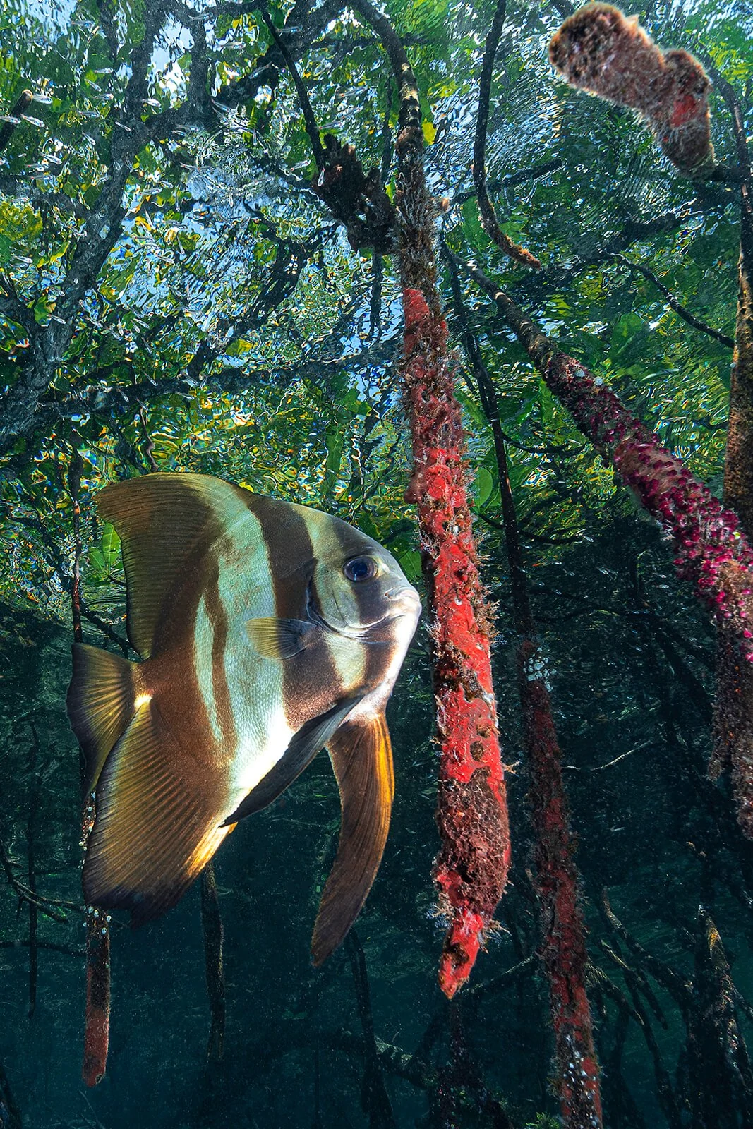 Francois Baelen, Underwater Photographer 2 Francois Baelen 2