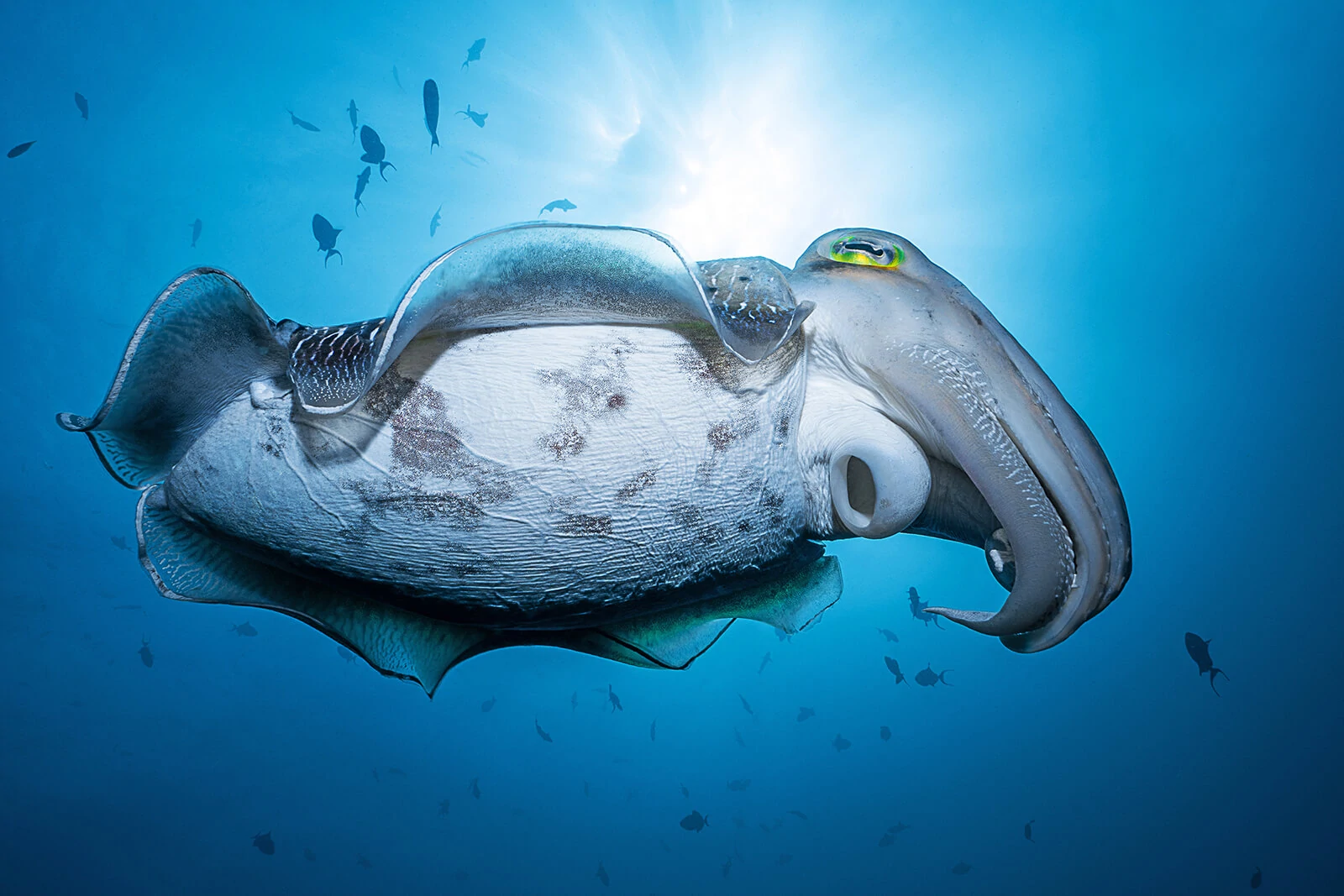 Francois Baelen, Underwater Photographer 3 Francois Baelen 3