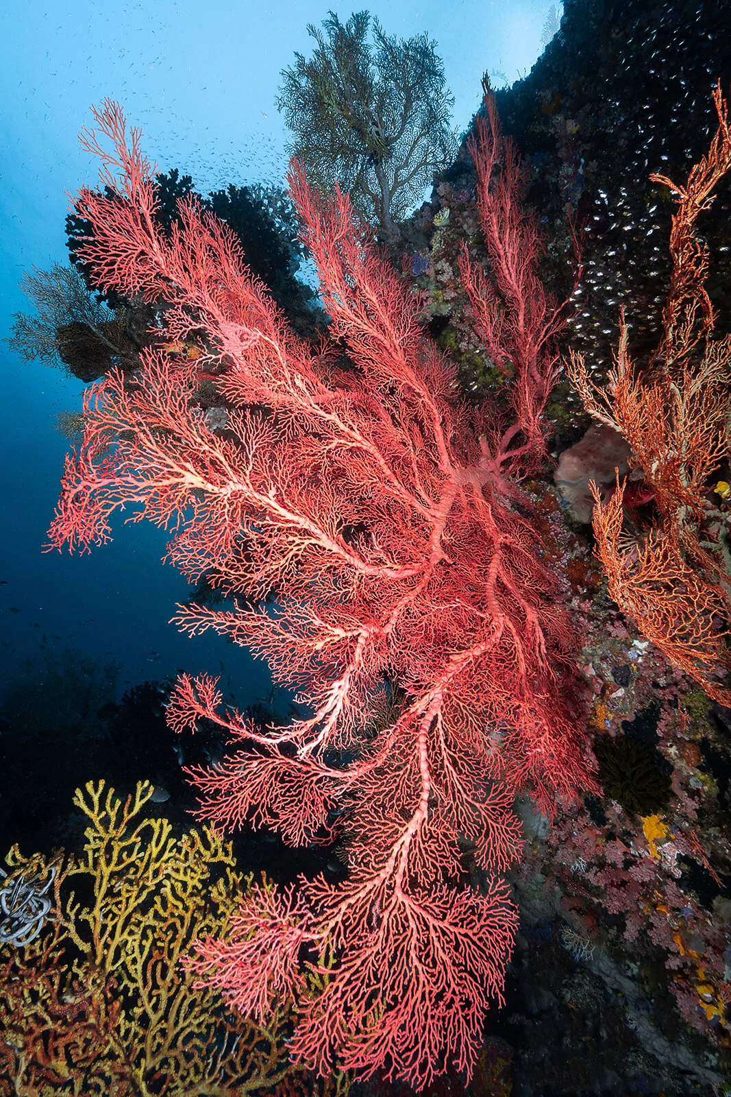 Francois Baelen, Underwater Photographer 10 Francois Baelen 10