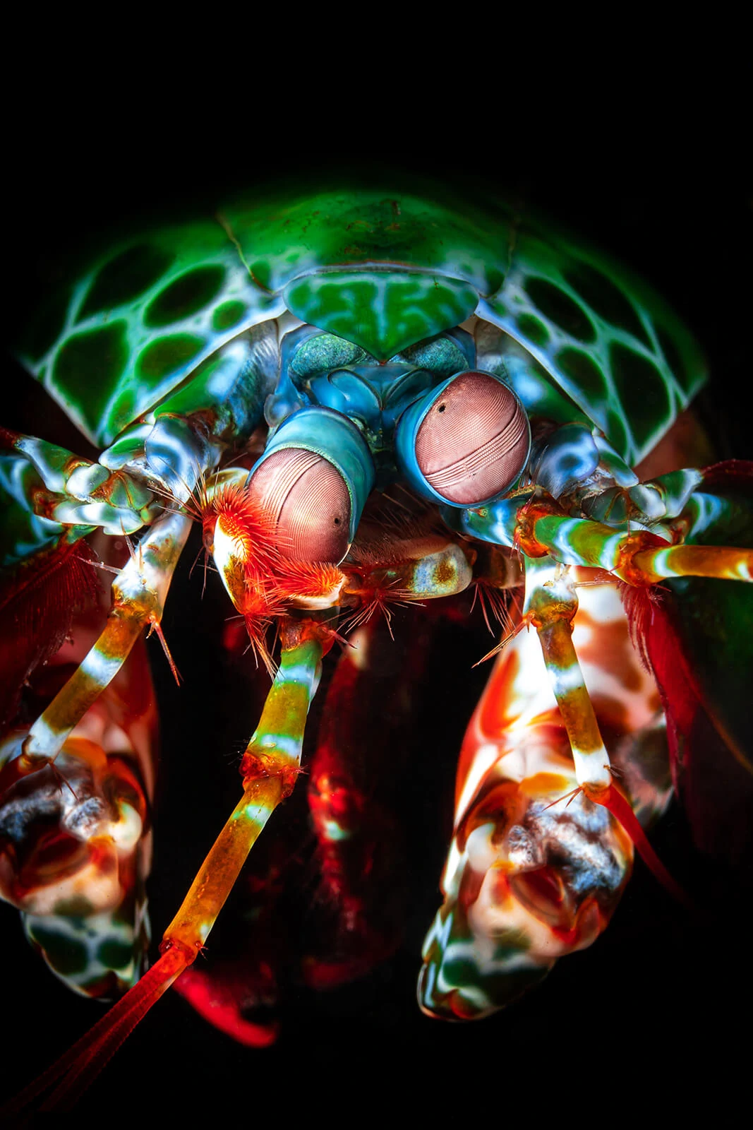 Francois Baelen, Underwater Photographer 9 Francois Baelen 9