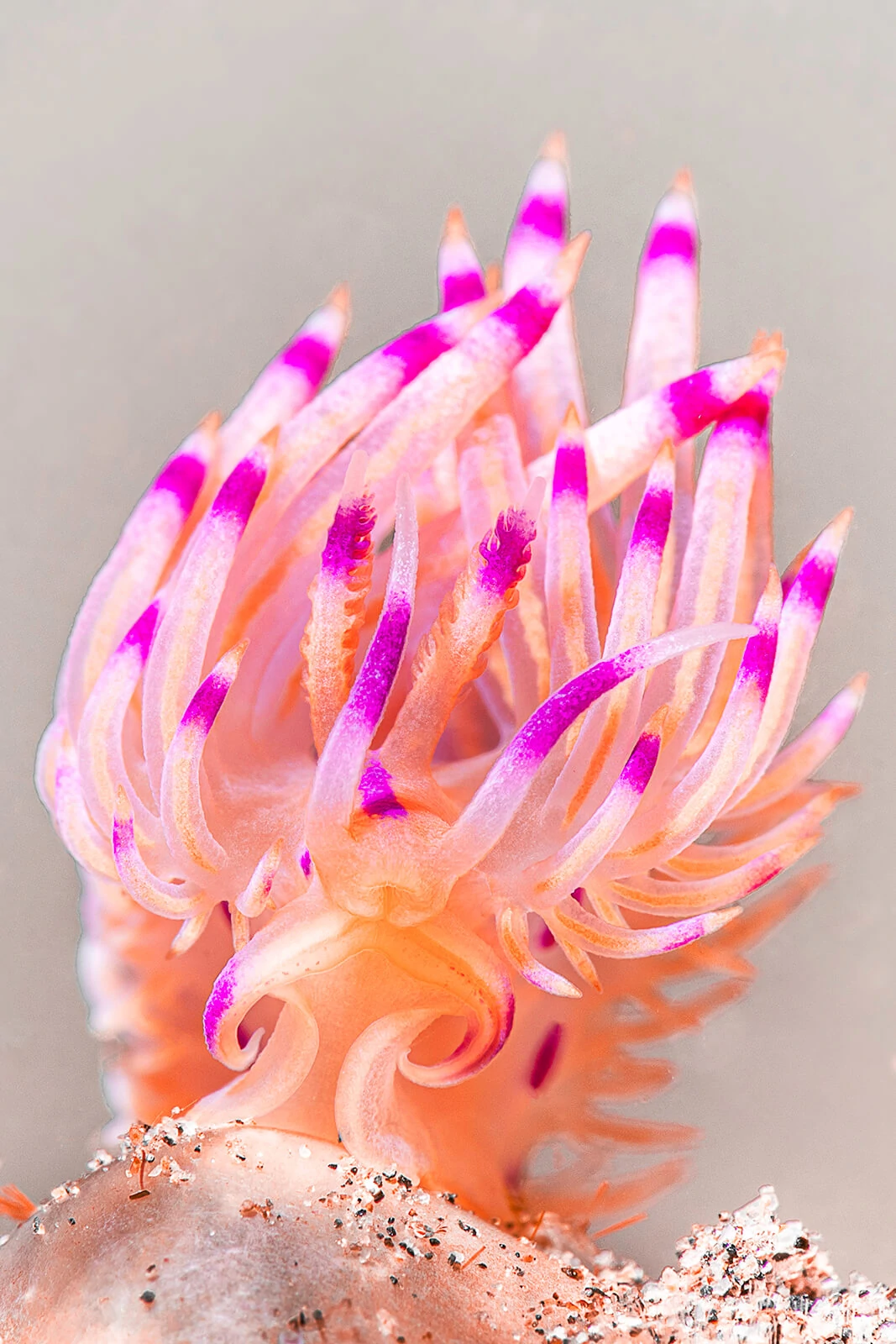 Francois Baelen, Underwater Photographer 4 Francois Baelen 4