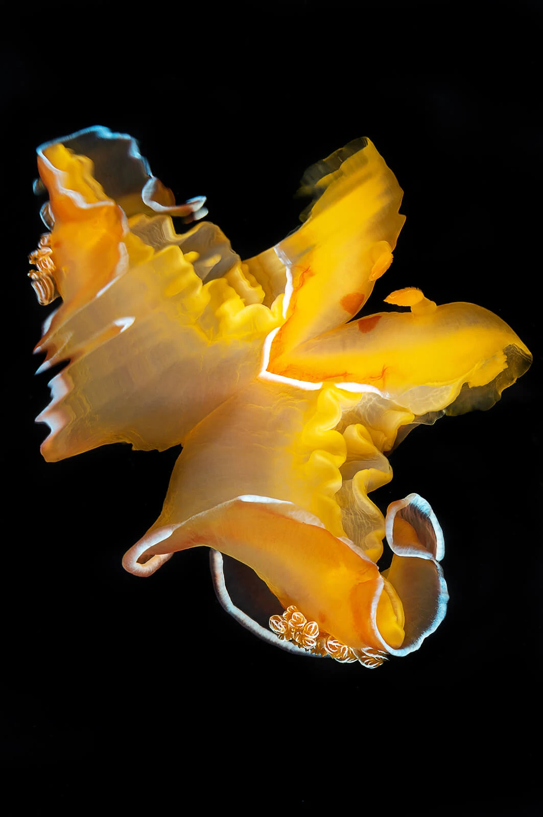 Francois Baelen, Underwater Photographer 7 Francois Baelen 7