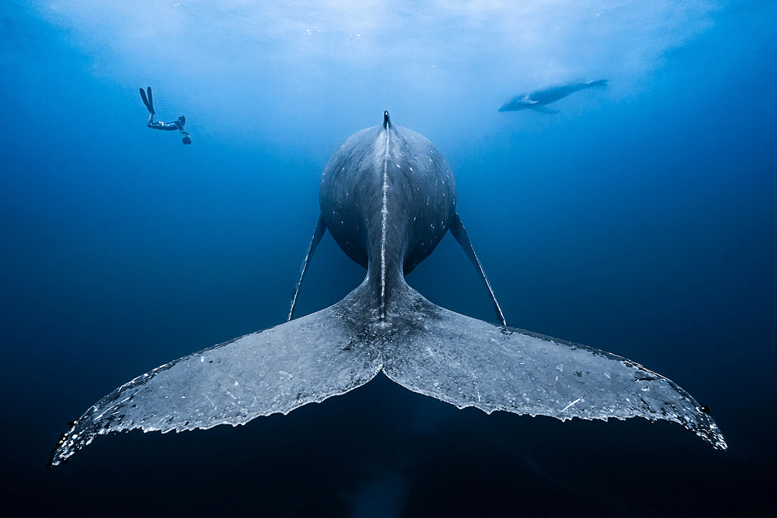 Francois Baelen, Underwater Photographer 5 Francois Baelen 5