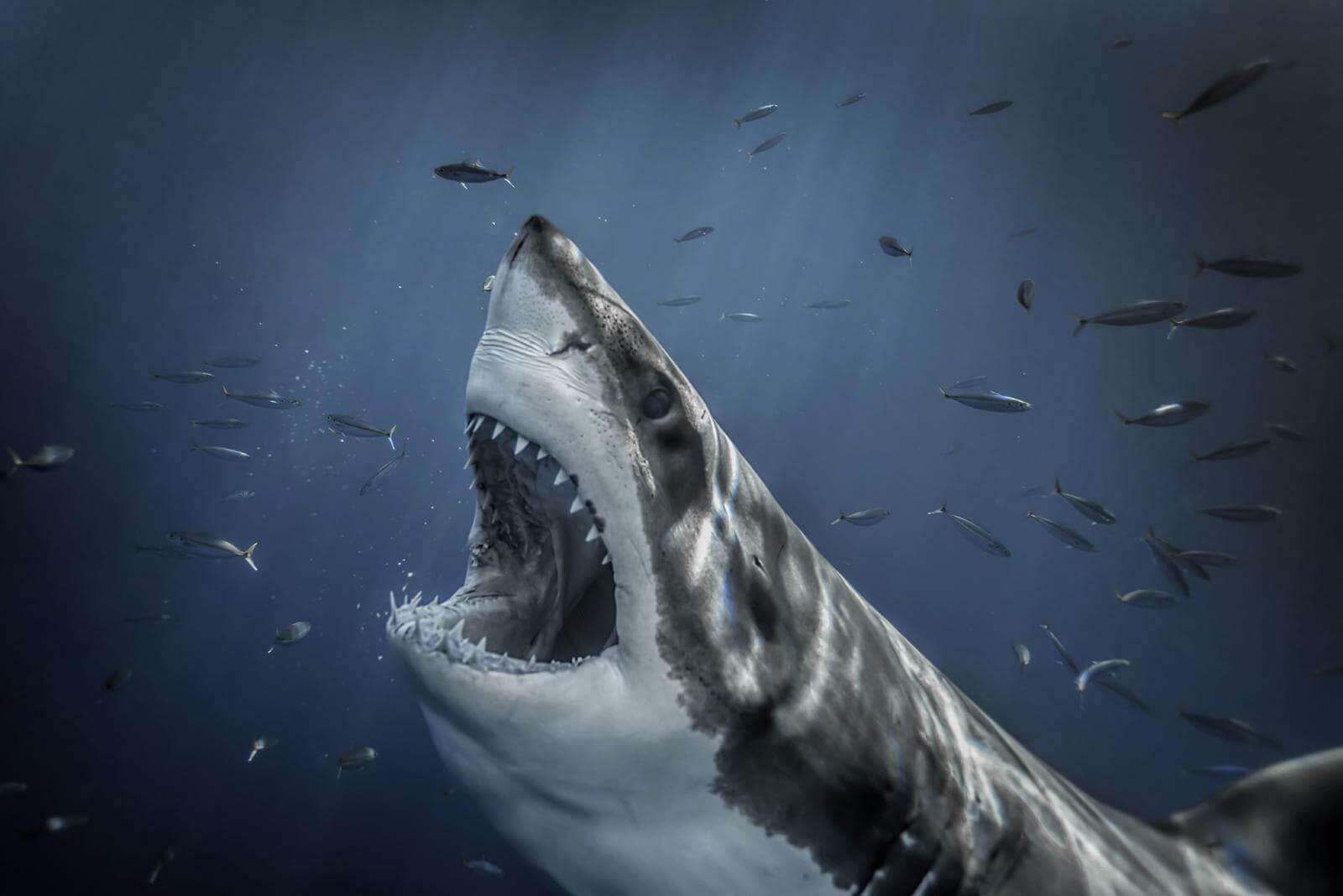 10 Unbelievable photos of ocean giants 2 Great White Shark