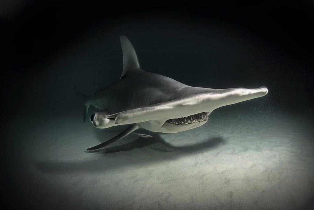 10 Unbelievable photos of ocean giants 6 Great hammerhead at Tiger Beach