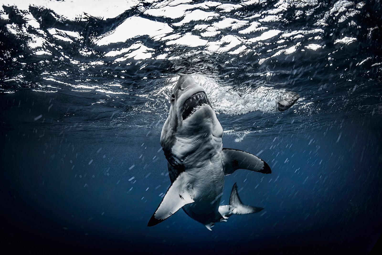 Guadalupe great white shark