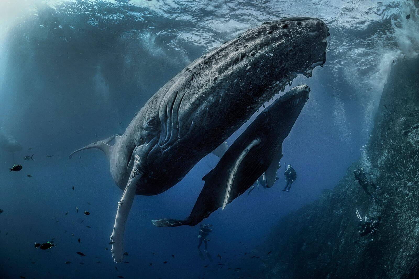 Humpback whale at Socorro islands