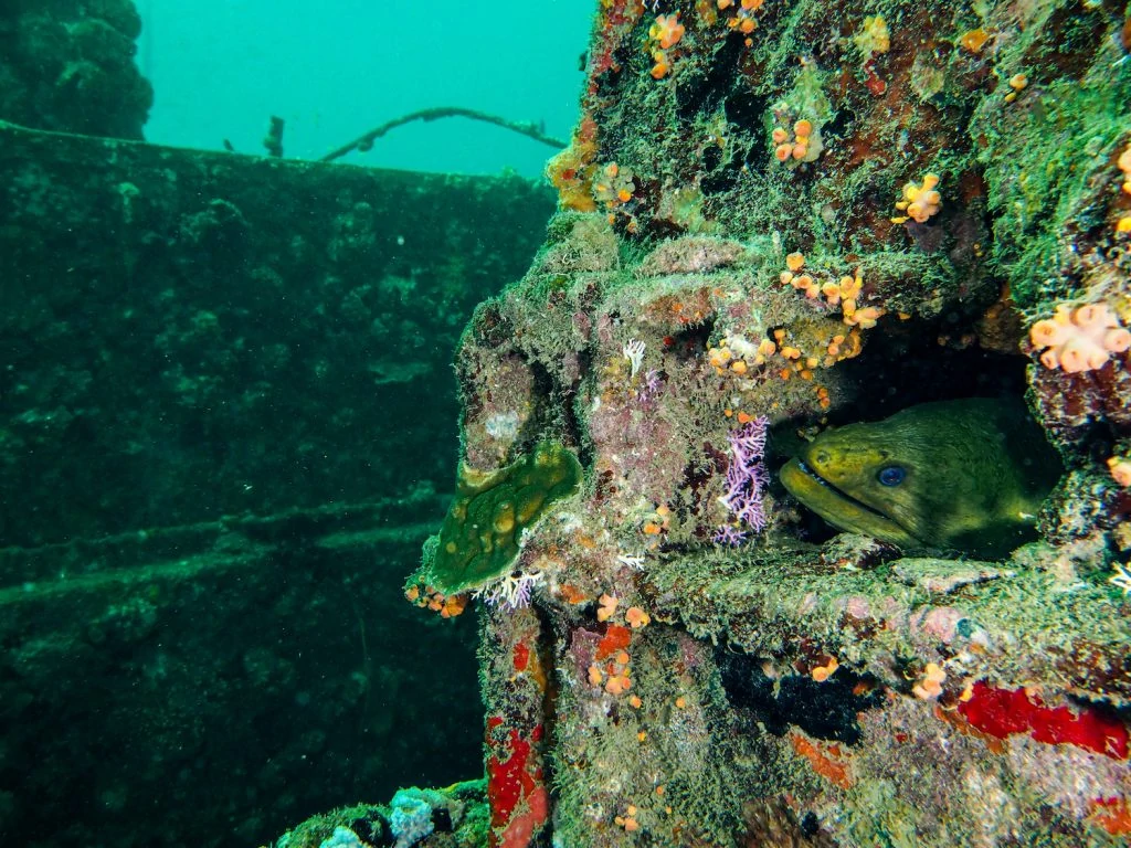 shot of a green moray nestled in the Veronica L wreck