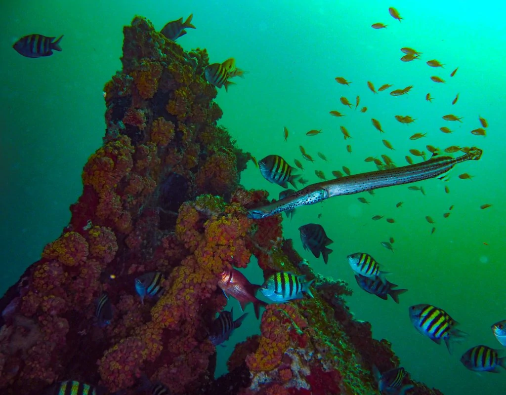 image of a trumpetfish and sergeant majors around a point of coral