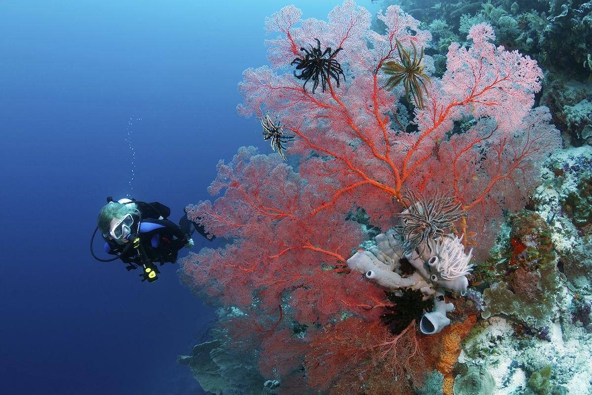 Wakatobi dive site