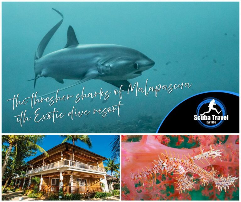 Scuba Travel, Philippines, Malapascua, Thresher sharks
