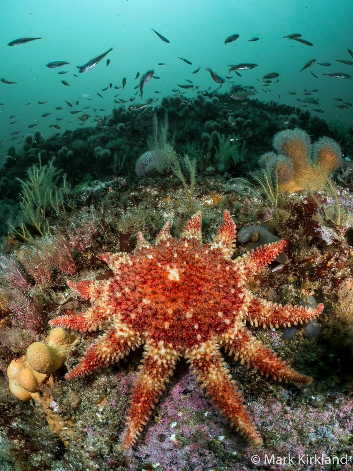 Underwater Photographer Mark Kirkland 3 Mark Kirkland 3