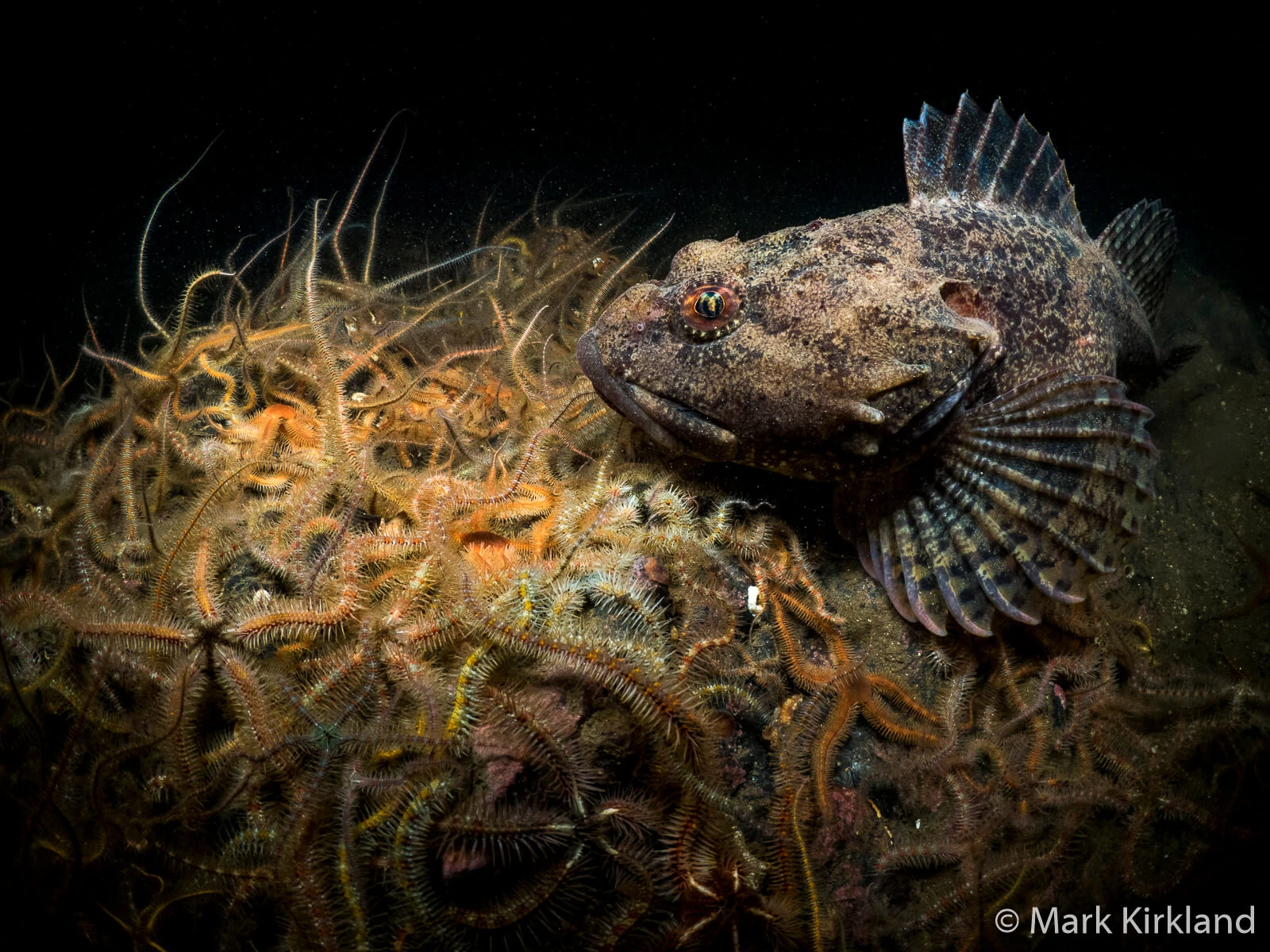 Underwater Photographer Mark Kirkland 2 Mark Kirkland 2