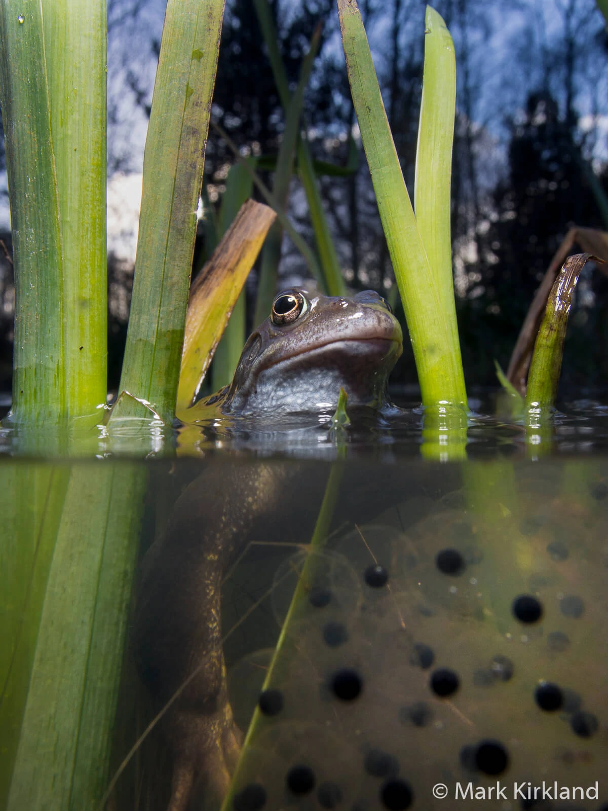 Mark Kirkland - Underwater Photographer 9 Mark Kirkland 9