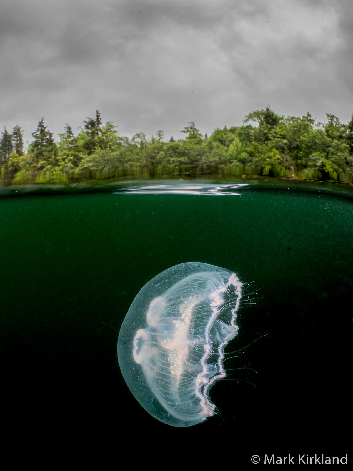 Mark Kirkland - Underwater Photographer 10 Mark Kirkland 10