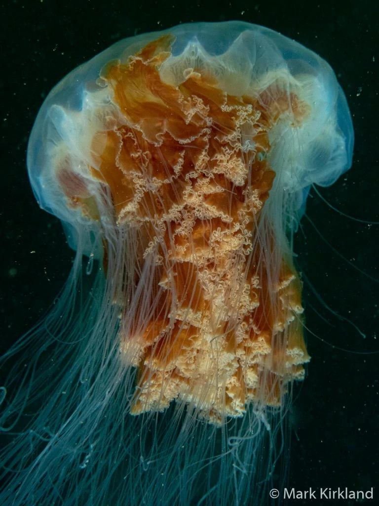 Underwater Photographer Mark Kirkland 5 Mark Kirkland 5