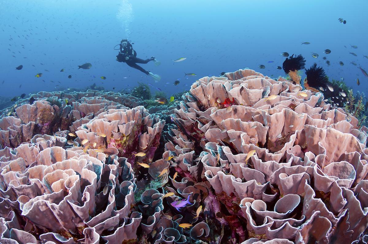 Wakatobi dive site